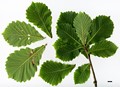 SpeciesSub: subsp. stewardii SpeciesSub: subsp. stewardii